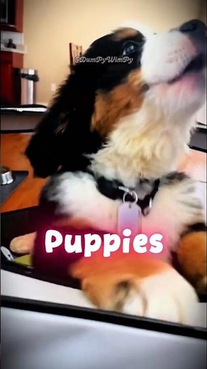 World's Cutest Puppies You've ever Seen! | Ranking cute Puppies 🐶