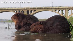 17K views · 2.8K reactions | Happy Friday everyone! Today’s beaver...