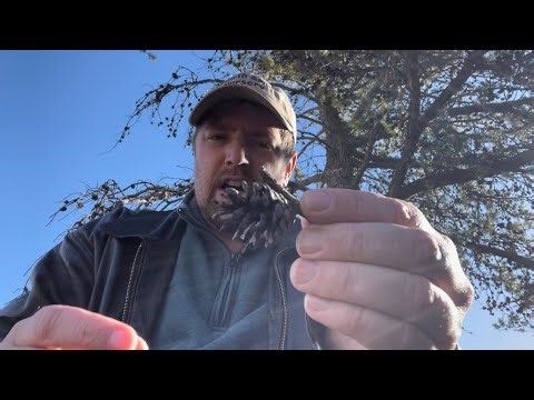 Jack Pine Identification (Pinus banksiana)