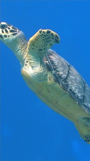 Ocean Animals for Kids | Learn Sea Creatures Fast 🦈 #preschoollearning