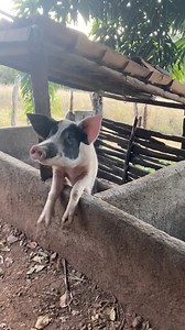 1M views · 10K reactions | O trem tá ruim pro porco uai sô #porcos #humor #zonarural_go | Zonarural_go | Facebook