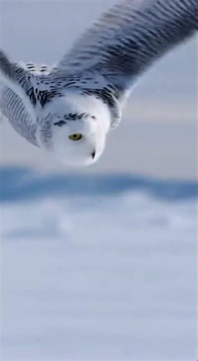 Snowy Owl's Brilliant Hunting Strategy in the Arctic Tundra