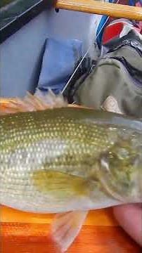 Spotted Bass or Alabama Bass? How to Tell the Difference on the Chattahoochee River #fishingshorts