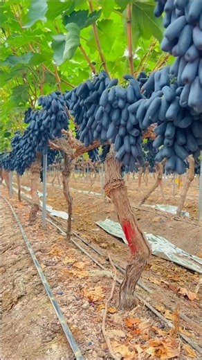 Anggur ini bentuk nya unik #fruit #funfacts