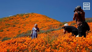 454K views · 94 reactions | California's super bloom phenomenon has turned into a selfie tourist nightmare. We're covering this story and more on tonight's segment. | NowThis Daily | Facebook