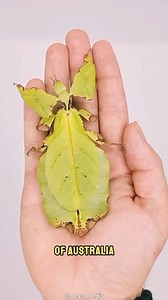 162K views · 4.5K reactions | The Insect That Looks Just Like a Leaf! #factsdaily #fypageシ #factsyoudidntknow #animals | Moviez | Facebook