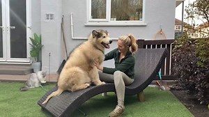 Giant Malamute Needs Attention! Do Not Ignore! | Life with malamutes