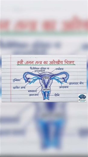 Female Reproductive System Diagram | Labeled Structure and Functions | Class 8, 9, 10 Biology