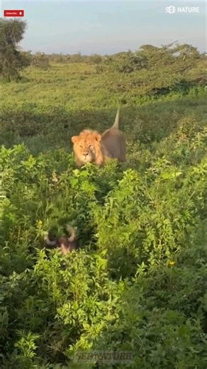 PART 2 The Ultimate Predator Family: Unmasking the Felidae👁️#wildlife #animals#viral#part3#shorts#p2