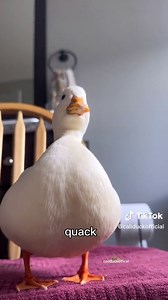 Look out here come my quacks. #duck #cuteduck #cuteanimal