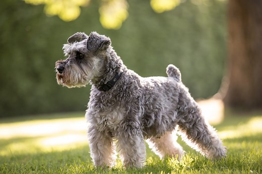 11 things you might not know about Schnauzers