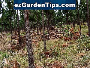 Enfermedades del pino ponderosa 🌱 Tips Jardineros - Es.ezGardenTips.com