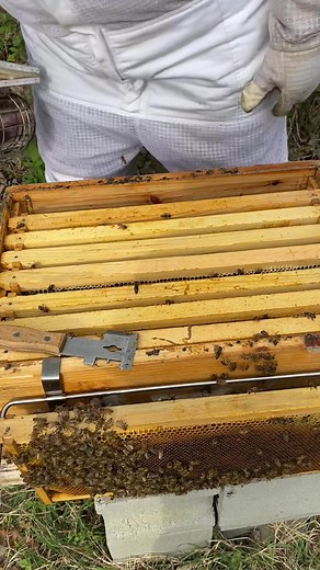 35 reactions · 7 comments | This hive is doing really well! We have already split them twice to prevent swarming! It’s almost time to get that liquid gold! #beekeeping #countrygirl #honey #followus #WeekendVibes #homestead | Shaleka Eley McCrimmon | Facebook