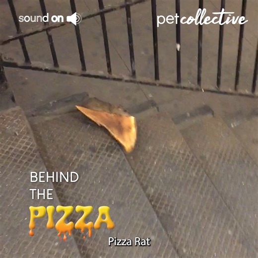 Dive into the incredible origin story of one of the Internet's most beloved rodents! 🍕💕🐀 #PizzaRat #Pizza #NYC #NewYorkCity | The Pet Collective