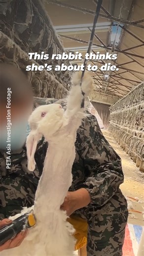 If you were these rabbits, would you freeze in shear terror too? 💔 No angora wool sweater is worth their suffering & heartache—leave it on the rack. | PETA (People for the Ethical Treatment of Animals)