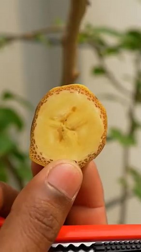 Propagate bougainvillea branches using banana #bougainvillea #shorts | Nathan & Alsop