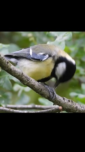 Bon appétit 🎥🌿🐦🤗 | Pat Martin