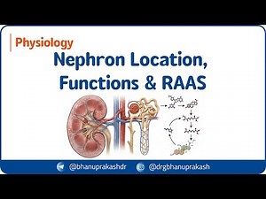 1. Renal Physiology | Nephron Location, Functions & RAAS | USMLE Step 1 ⚡🩺