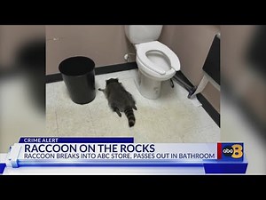 'Passed out drunk': Raccoon breaks into, ransacks Hanover ABC store