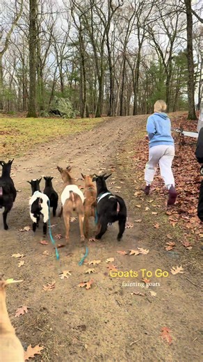 Fainting Goats Make Hiking an Adventure