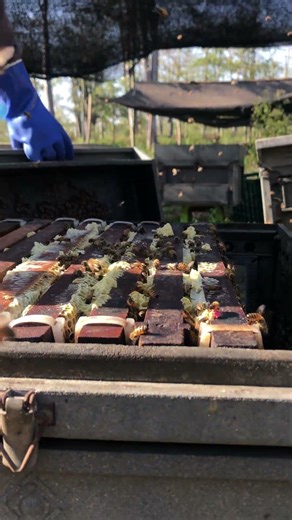 Perfect Time to Harvest Honey 🍯🐝 | Don’t Miss It!