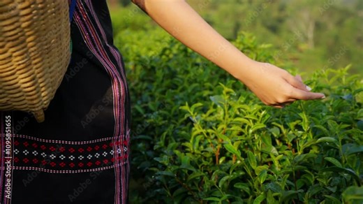 Portrait of Happy Asian woman farmer working and growing tea plant on the mountain in Thailand. Hill tribes women farm worker in traditional clothing harvesting organic tea leaves at tea plantation.