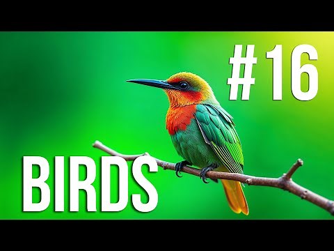 Perch Perspectives: Forest Birds Up Close #birds #perching #forest