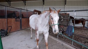 189K views · 4.1K reactions | NEW! Horse Shelter Heroes - Episode 45...