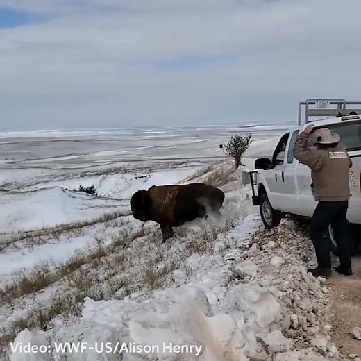 2.9M views · 8.6K reactions | WELCOME HOME! Amazing video: Watch: Bison return to an area of Badlands National Park for the first time in nearly 150 years. Bison haven't stepped foot on this land in Badlands National Park since 1870. https://bit.ly/2IUyKAd | WLWT | Facebook
