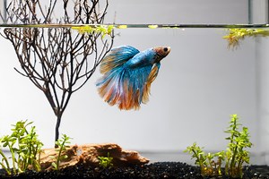 Fish Bowl Pets: 10 Unique Additions To Your Fish Bowl That Aren't Necessarily Fish