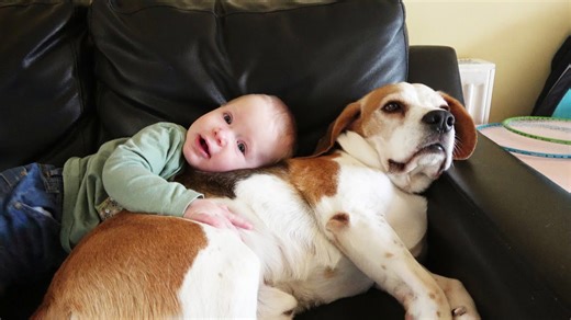 Beagle dogs prove perfect companions for young babies