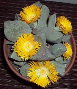 26K views · 903 reactions | Flowers bloom at night | Happy Garden | Facebook