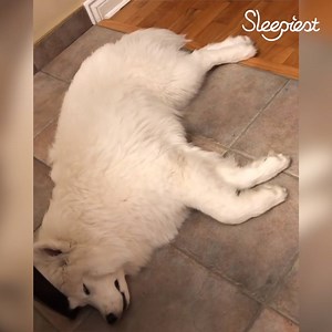 Twitchy toes... 😴😍 | Sleepiest