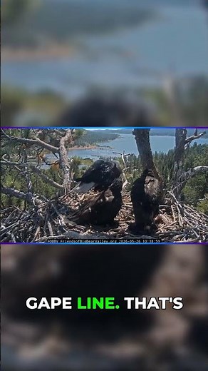 The secret behind Jackie's terrifying look! 😳🦅 #eagle #wildlife