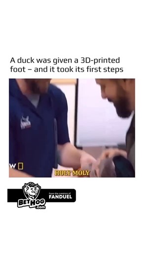 @earthspctr on Instagram: "Waddles the duck was born with a malformed left foot, which made it difficult for her to walk like other ducks. Her owner, musician Ben Weinman, contacted Derrick Campana of Bionic Pets, who designed a bright orange prosthetic using 3D printing technology. At first, Waddles carefully adjusted to the new weight, but soon she took her first steady steps. They were not perfect yet, but they clearly showed her growing confidence and determination."