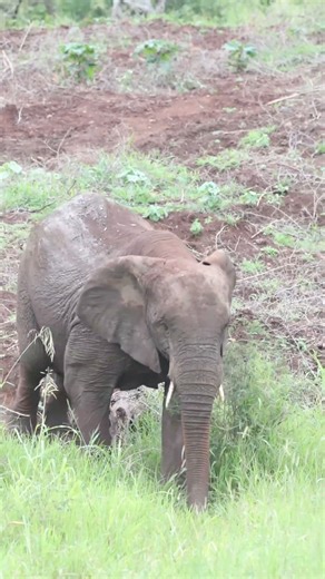 34K views · 2.3K reactions | Elephant making a bee line. What would you do? : #rangergraeme . . . #readthesigns #areyouevenaprofessional #africansafaricollective #asc #furthertogether #leopardmountain #leopardmountainsafarilodge #manyoniprivategamereserve #zululand #kzn #rangergraeme #conservation #unforgettablesafaris #elephantsofmanyoni #bigfive #big5 #endangeredspecies #elephant | Leopard Mountain Safari Lodge | Facebook