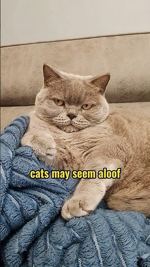 5 reasons why cats protect their humans