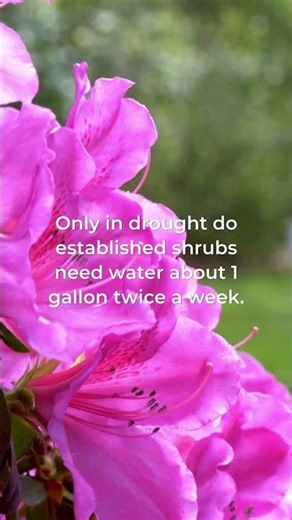 How Often To Water Azaleas — The Simple Answer