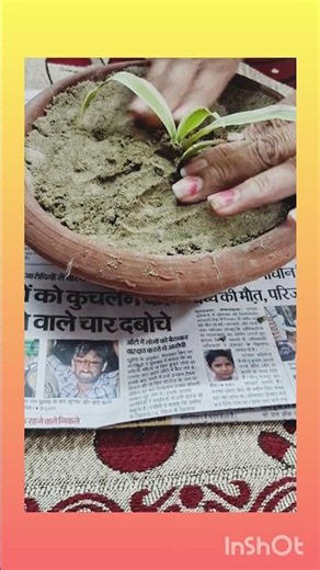 Planting a New Plant 🌱 | Easy Pot Planting Tutorial | Home Gardening for Beginners #Shorts