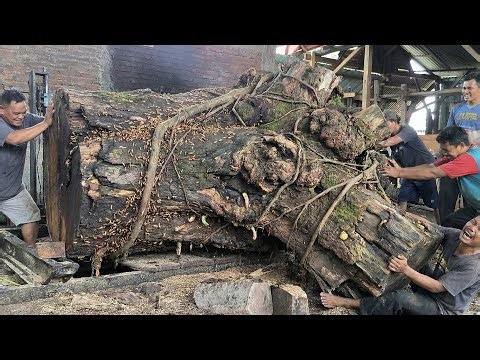 This tense moment in the process of splitting the giant rain tree, the tool is almost unable to do i