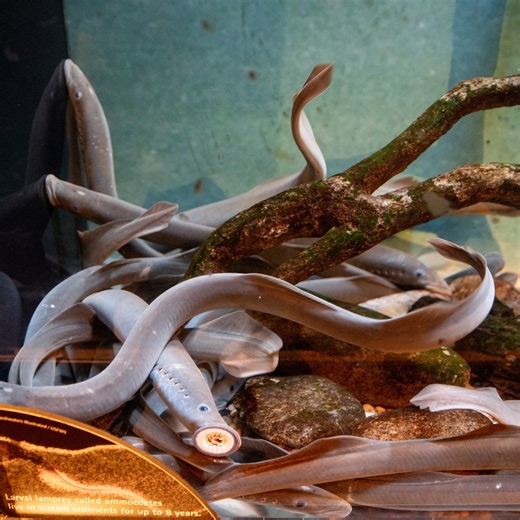 Oregon dam where 550,000 lamprey died faces legal battles, calls for removal