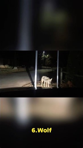 Behavior of animals after being infested with rabies #crazy #rabies #animals #fyp #dangerous