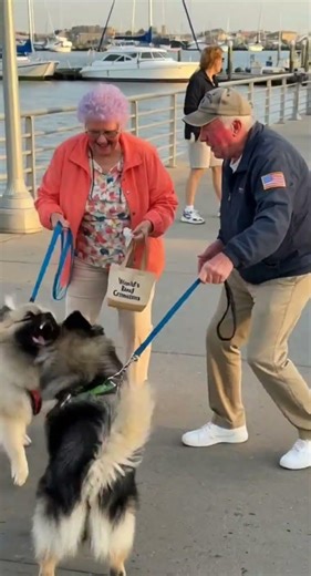 Crazy Dog Fight on the American Boardwalk! Elderly Chaos 😱🐶