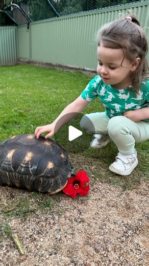 Bindi Irwin on Instagram: "Grace is here to tell you about her friend. 🐢"