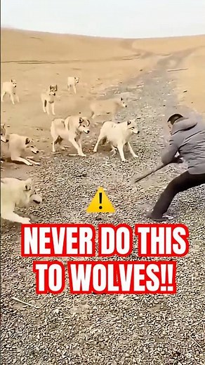 What Happens If You Scream At Wolves… #facts #animalfacts