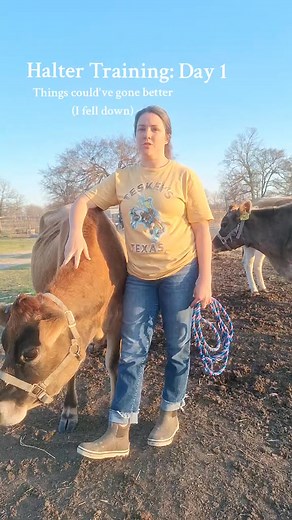 163I havent done this since I was halter breaking show calves in high school so cut me some slack lol #halterbreaking #calves #familymilkcow #homestead | Amari Shaffer | Facebook