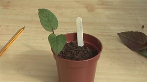 Step By Step Guide To Taking Fuchsia Cuttings