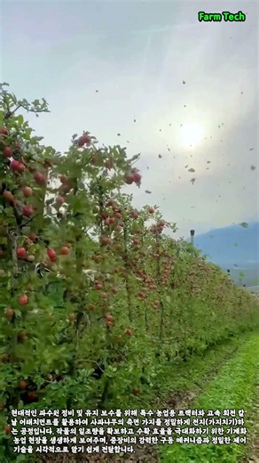 특수 트랙터 활용 사과나무 측면 전지 작업 #worker #process #tractor #pruning #orchard
