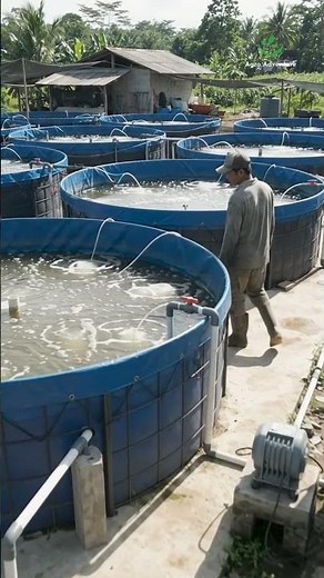 Amazing Modern Biofloc Fish Farming System