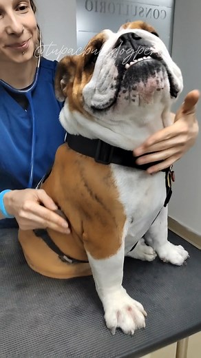 Análisis veterinario: Cistitis y Pododermatitis en Bulldogs